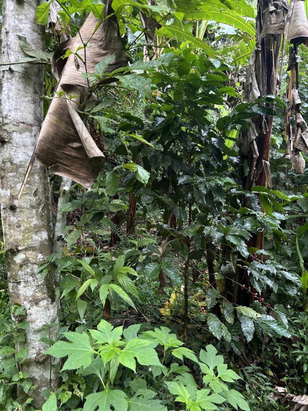 on9star登錄：我在巴西“森林”种香蕉