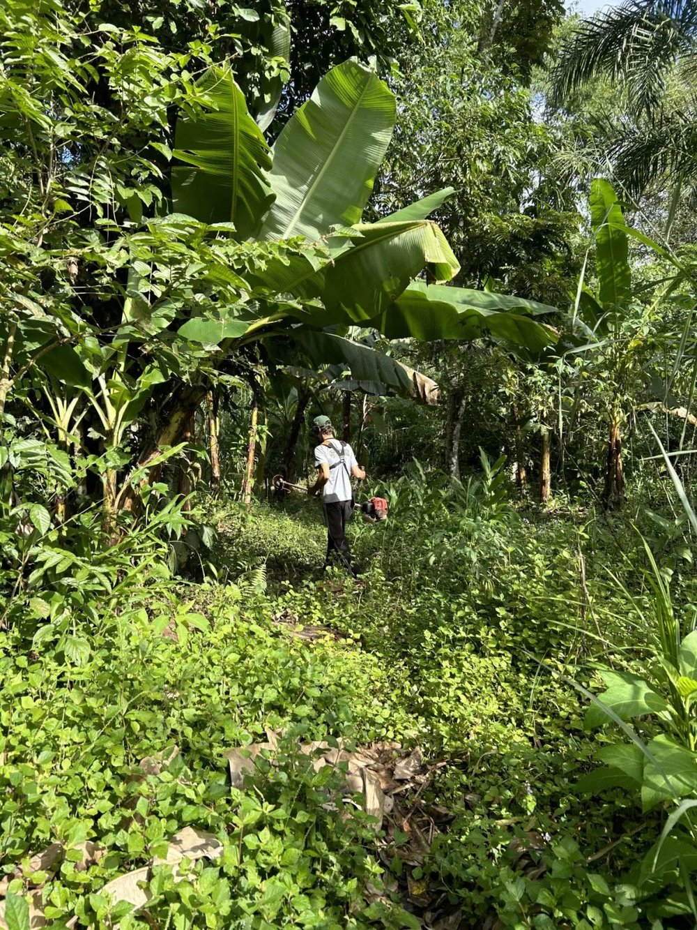 on9star登錄：我在巴西“森林”种香蕉