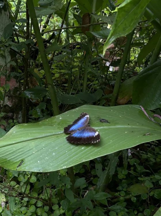 on9star登錄：我在巴西“森林”种香蕉