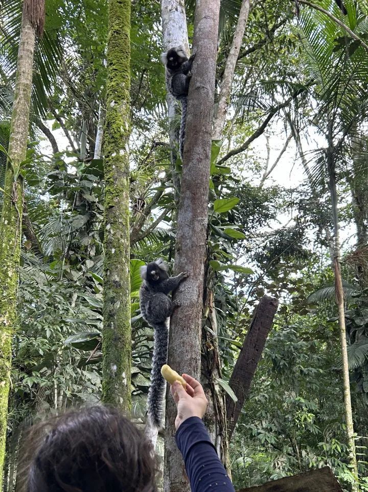 on9star登錄：我在巴西“森林”种香蕉