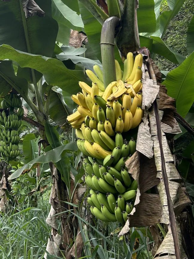 on9star登錄：我在巴西“森林”种香蕉