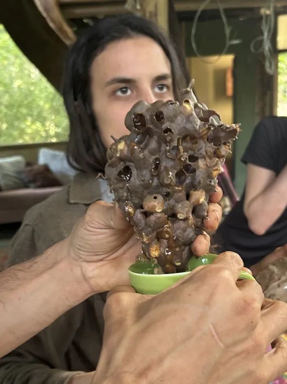 on9star登錄：我在巴西“森林”种香蕉