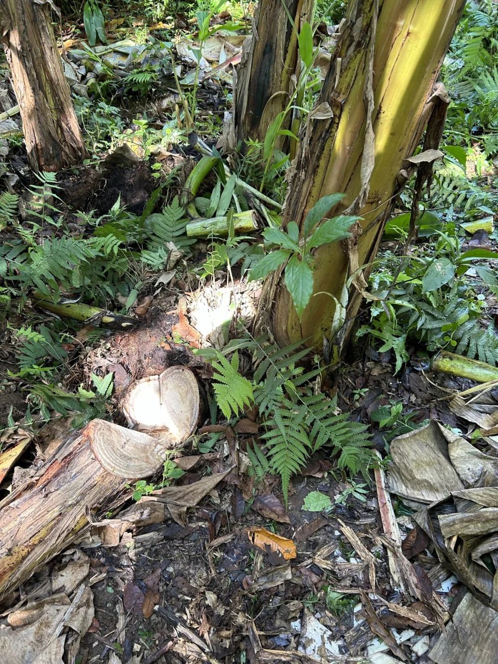 on9star登錄：我在巴西“森林”种香蕉