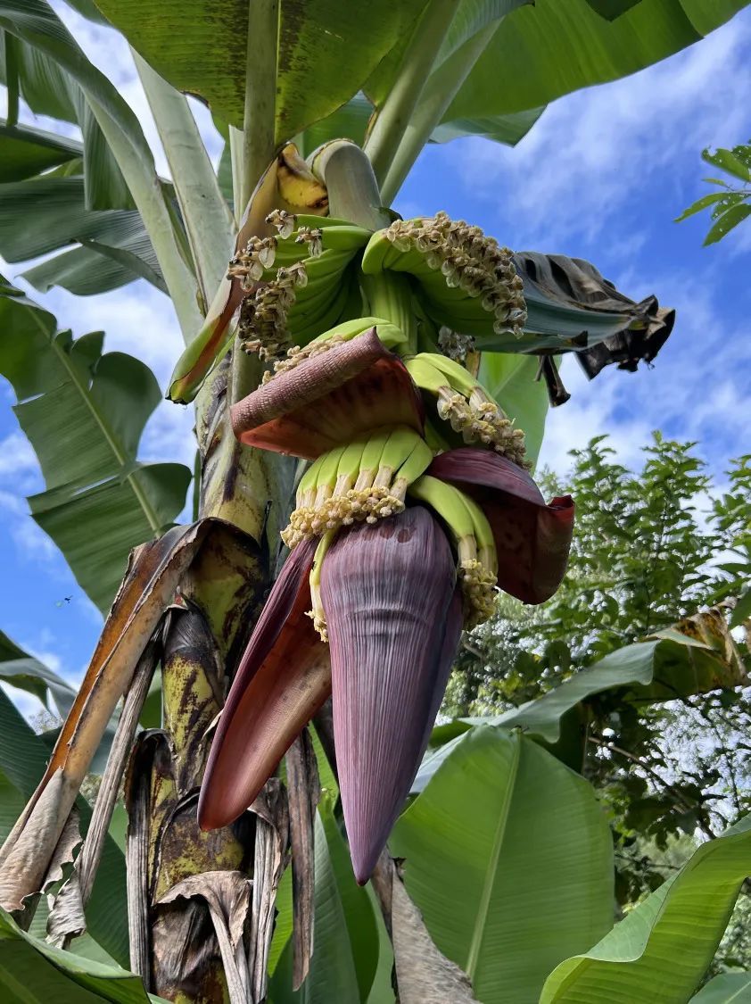 on9star登錄：我在巴西“森林”种香蕉