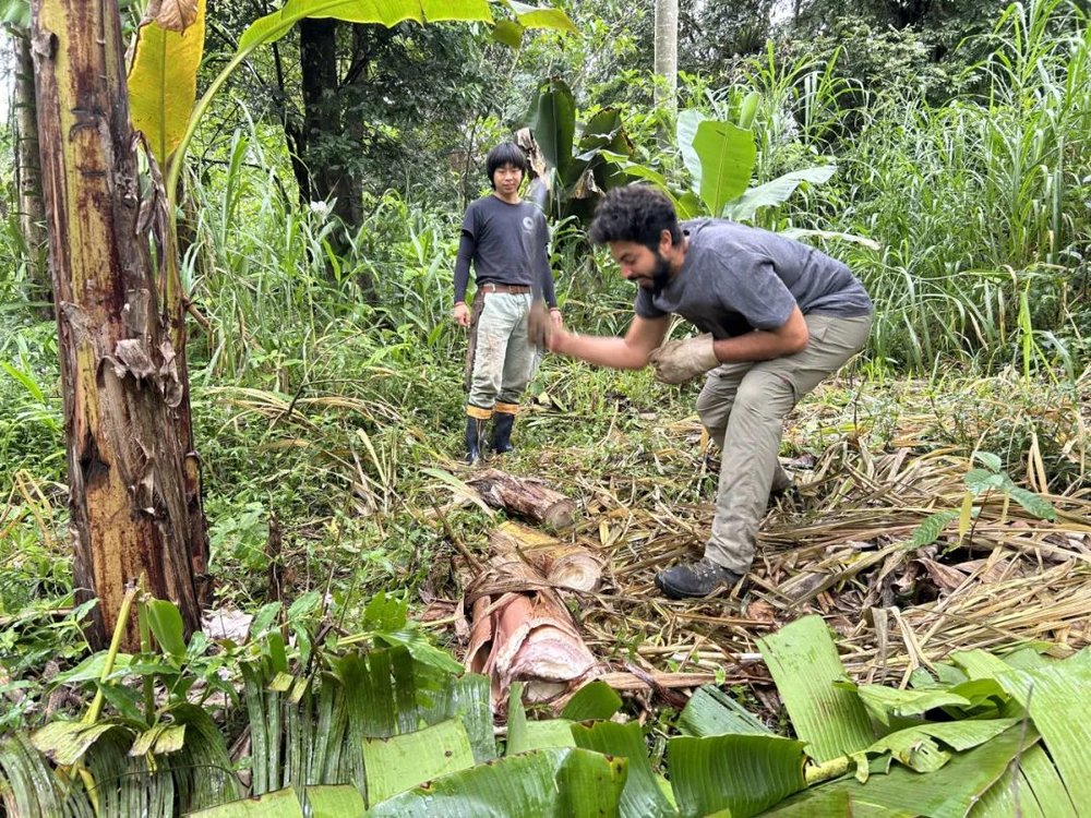 on9star登錄：我在巴西“森林”种香蕉