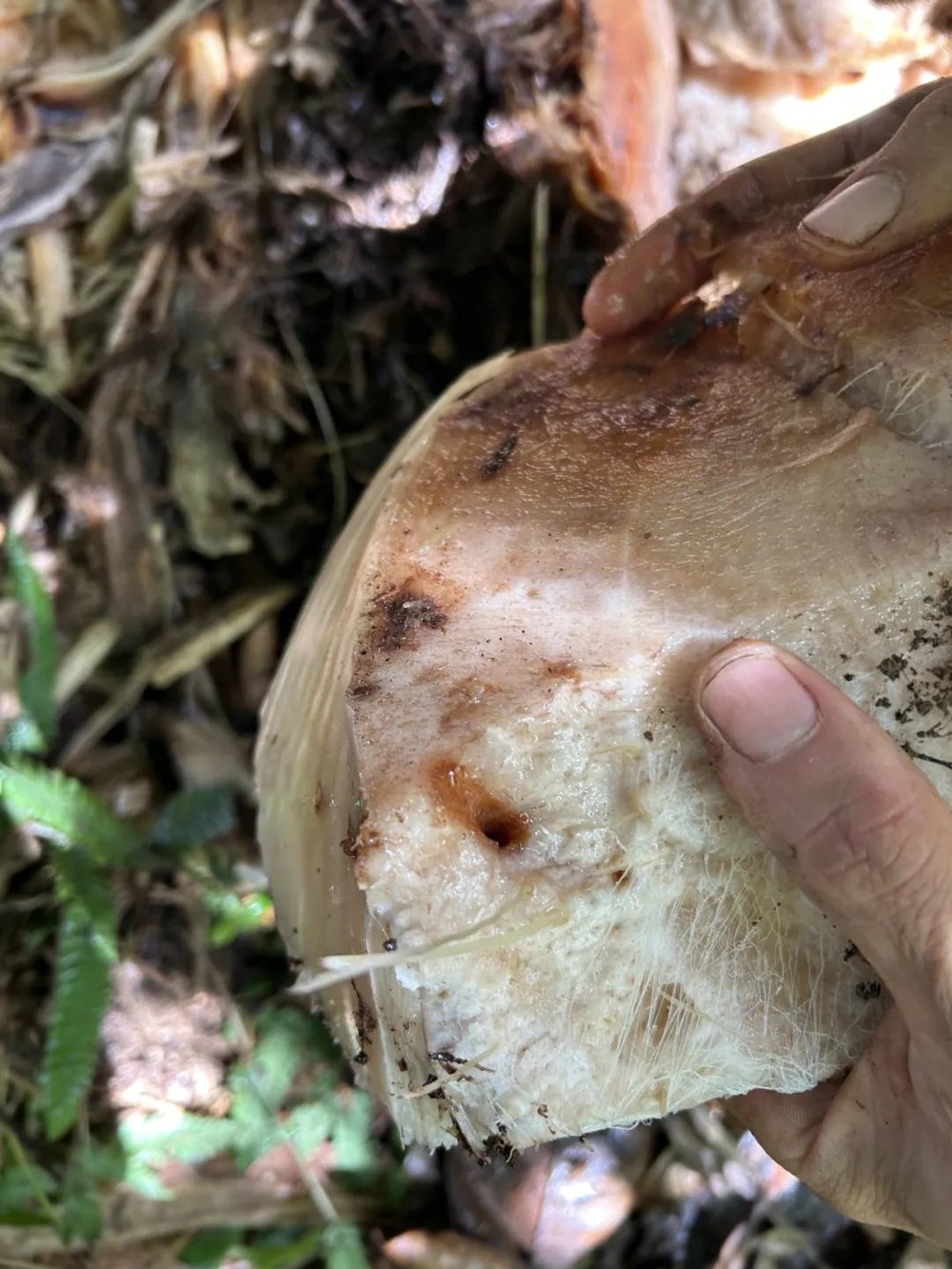 on9star登錄：我在巴西“森林”种香蕉