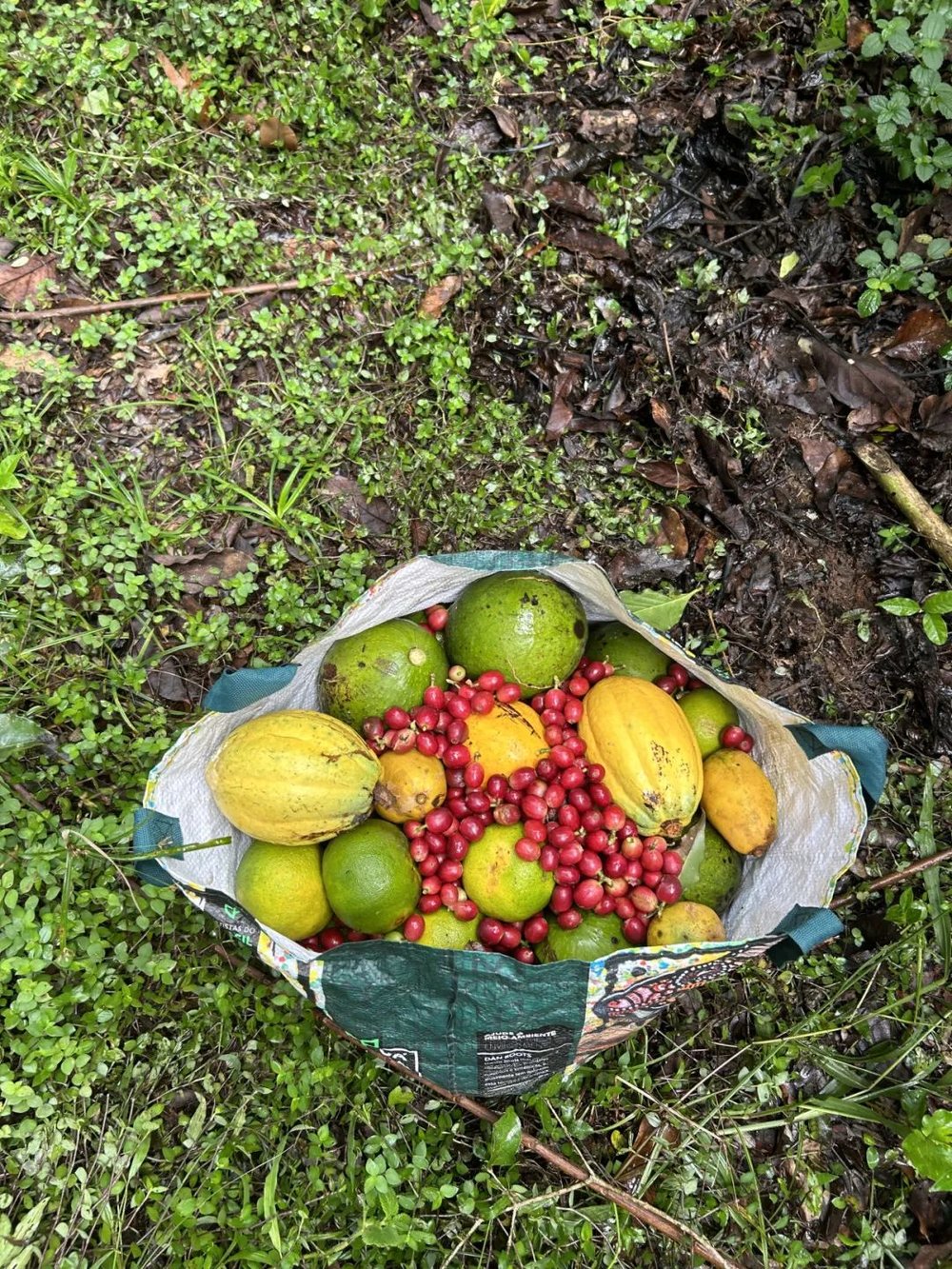 on9star登錄：我在巴西“森林”种香蕉