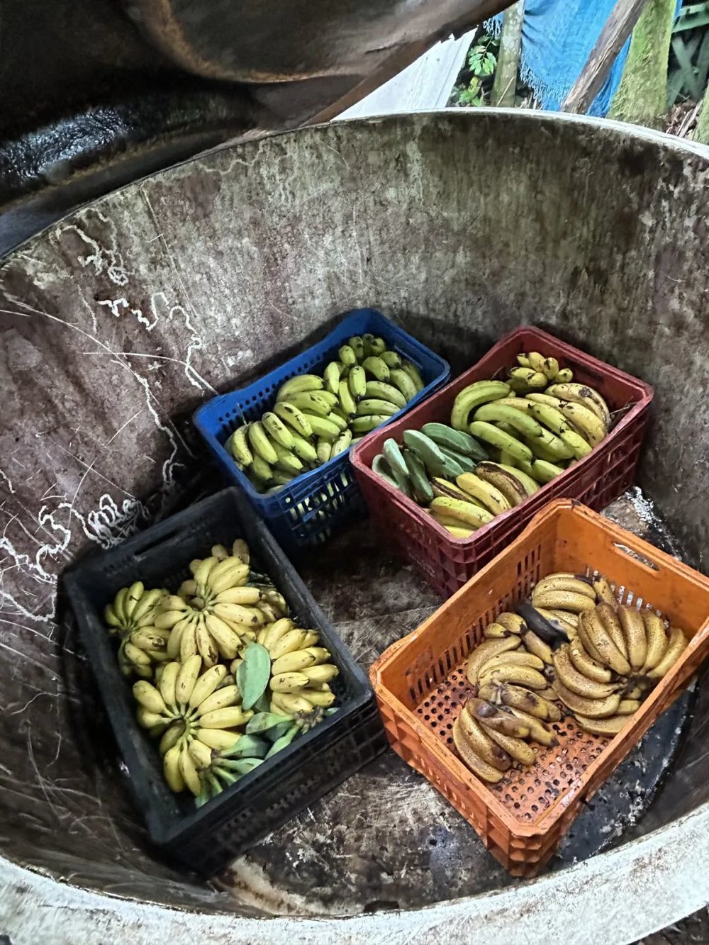 on9star登錄：我在巴西“森林”种香蕉